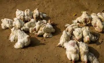 Photo of पोल्ट्री फार्म में 3 दिन में 3700 मुर्गियों की मौत से दहशत में लोग, अलर्ट मोड पर वन विभाग