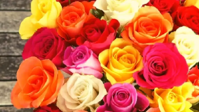Photo of गुलाब का फूल दे कर बयां करें अपने दिल का हाल, जानें रोज डे का इतिहास, और गुलाब के अलग-अलग रंगों के मायने…