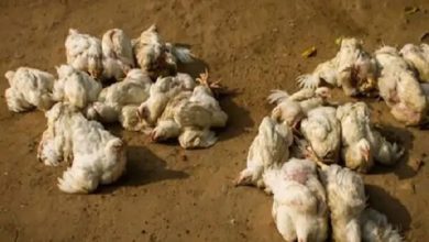Photo of छत्तीसगढ़ में 3700 मुर्गियों की मौत, बर्ड फ्लू की आशंका, जांच के लिए भेजे गए सैंपल